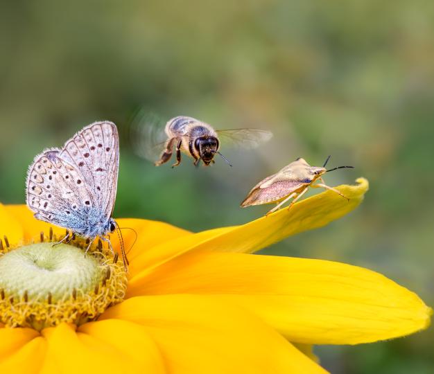 Bees, Biodiversity